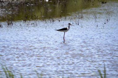 Kara Kanatlı Stilt, Himantopus himantopus, Salinas, Karadağ