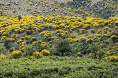 Arnavutluk 'un Bahar Dağı yamaçları sarı çiçekli cytisus ile kaplı
