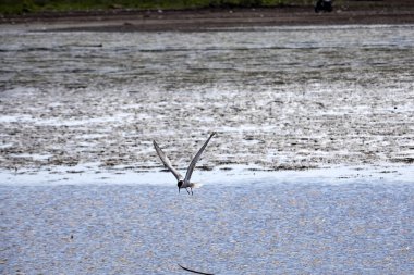 Yaygın Tern. Stern Hirundo, denizde balık arıyor, sonra Dhemit üzerlerine fırlatılıyor. Arnavutluk.