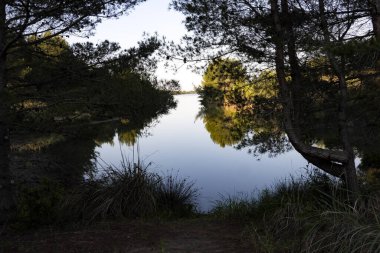 Aşırı büyümüş amaçları olan zarif körfezler. Divjaka-Caravasta Ulusal Parkı Arnavutluk.
