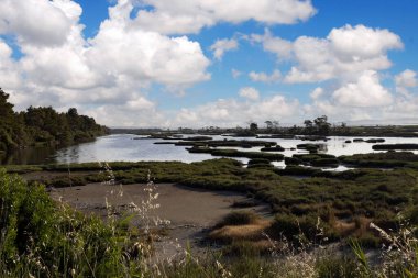 Aşırı büyümüş amaçları olan zarif körfezler. Divjaka-Caravasta Ulusal Parkı Arnavutluk.