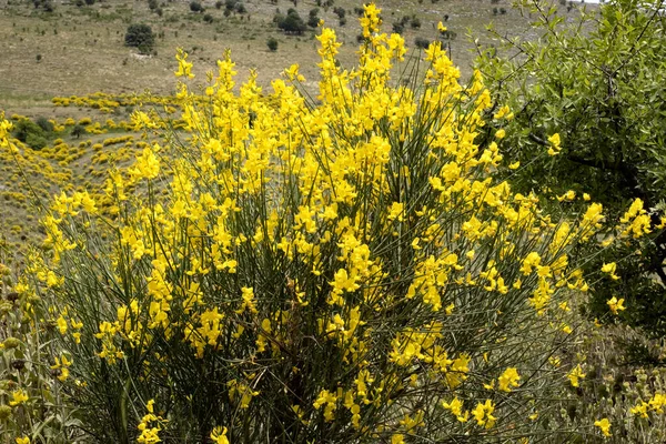 Arnavutluk 'un Bahar Dağı yamaçları sarı çiçekli cytisus ile kaplı