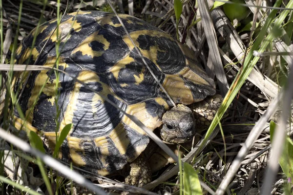 Tartaruga Comum Testudo Graca Albânia Bastante Comum — Fotografia de Stock