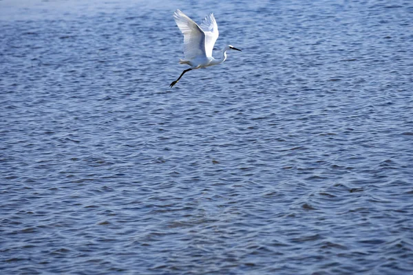 Great White Egret Egretta Album Över Havet Och Håller Utkik — Stockfoto