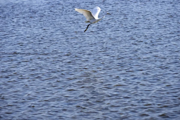 Wielki White Egret Albumy Egretty Lata Nad Morzem Szuka Pożywienia — Zdjęcie stockowe
