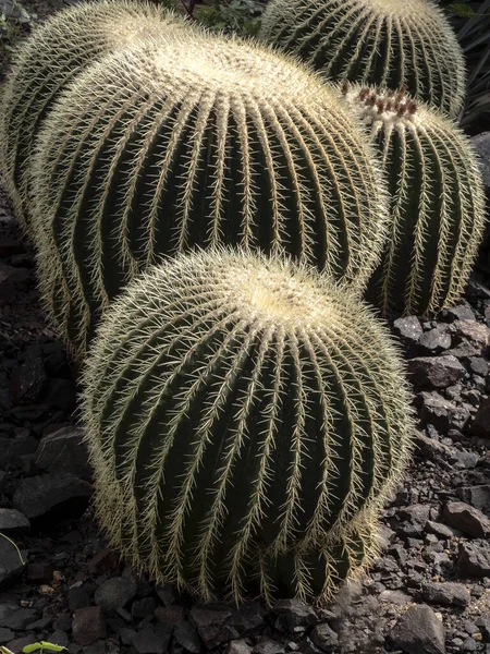 Grandes Bolas Cactus Género Echinocactus Están Cubiertas Espinas Afiladas —  Fotos de Stock