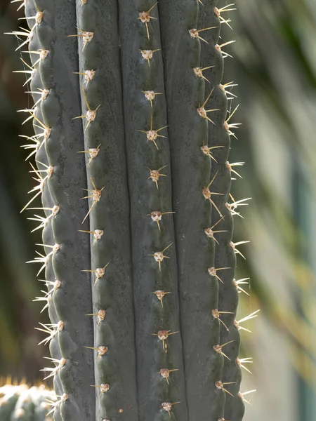 Los Cactus Altos Tienen Espinas Afiladas Sus Listones —  Fotos de Stock