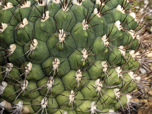 Höga Kaktusar Har Vassa Taggar Sina Spjälor — Stockfoto