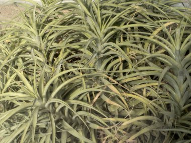 Peru 'dan Tillandsia Latifolia Kalesi.