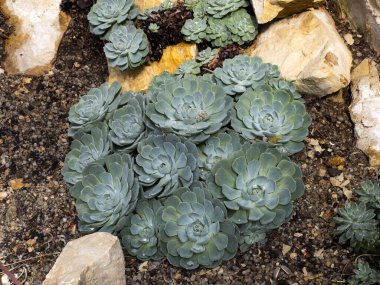 Güzel Echeveria Halbingeri grubu beyaz taşlar arasında büyüyor.