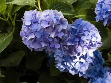 Büyük mavi balık çiçekli ortanca topları