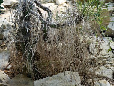 Tillandsia çok ince vuruşlarla menteşelenir.