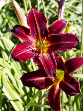 Güzel kırmızı zambaklar sopalarla ve diğerleriyle