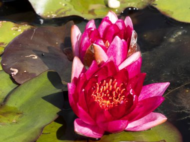 Güzel kırmızı su zambağı sudan çıkarıldı.