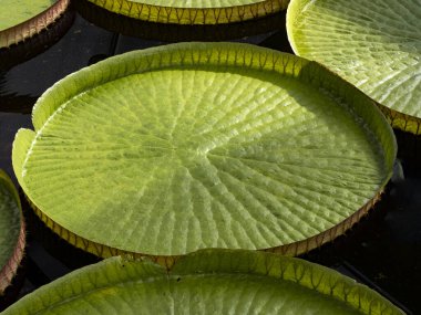 Victoria Amazonica 'nın büyük yaprakları küçük bebekler besliyor