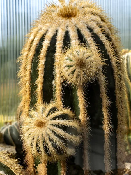 Cactos Altos Têm Espinhos Afiados Suas Ripas — Fotografia de Stock