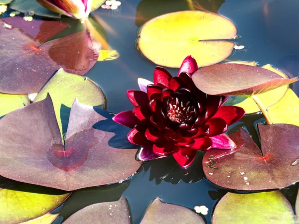 Beautiful Red Water Lily Flower Removed Water — Stock Photo, Image