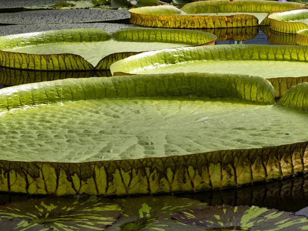 Victoria Amazonica 'nın büyük yaprakları küçük bebekler besliyor