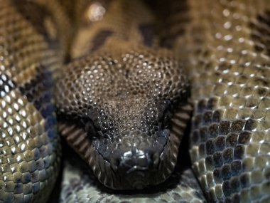 Madagaskar Ağacı Boa 'nın portresi Madagascariensis Madagaskar ormanlarında yaşar.