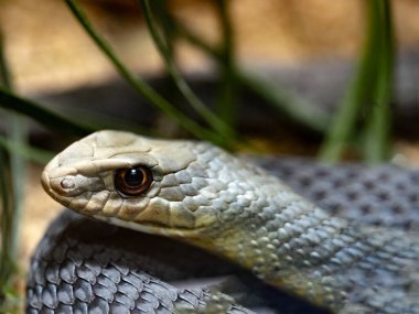 Montpellier Yılanı, Malpolon Monspessulanus, arka zehirli dişlere ve çok az etkili zehire sahiptir..