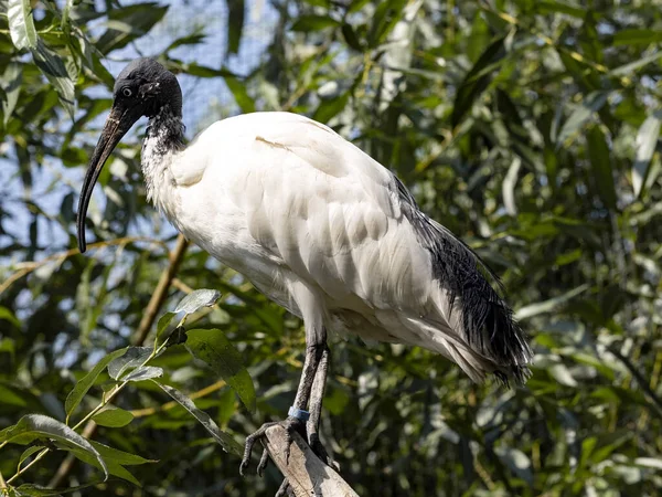 Black Headed Ibis Threskiornis Melanocephalus Fica Galhos Observa Arredores — Fotografia de Stock