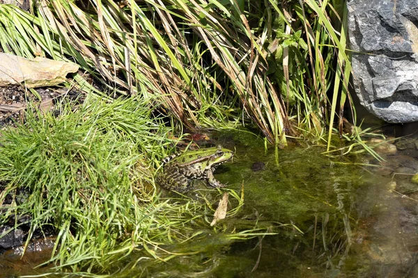 Marsh Frog Pelophylax Ridibundus Κάθεται Στη Λίμνη Και Παραμονεύει Στη — Φωτογραφία Αρχείου