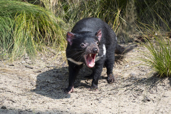 Tasmanian Devil, Sarcophilus Harrisia, they are very nervous often with the rule