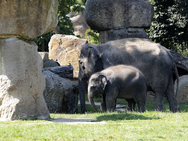 jirousek.zoo-foto.cz