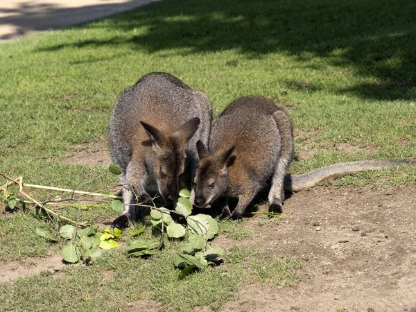 Wallaby Bennett Macropus Rufogriseus Pequeño Canguro Esta Subespecie Vive Tasmania — Foto de Stock