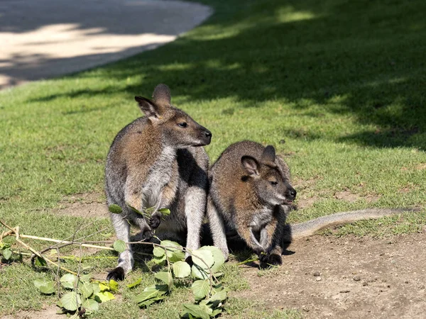 Wallaby Bennett Macropus Rufogriseus Pequeño Canguro Esta Subespecie Vive Tasmania — Foto de Stock