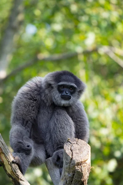 Silvery Gibbon Hylobates Moloch Endemit Island Java Där Han Bara — Stockfoto