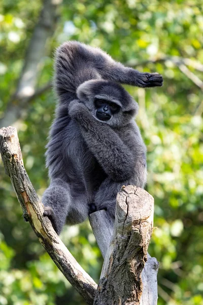 Silvery Gibbon Hylobates Moloch Endemit Island Java Donde Vive Solo — Foto de Stock