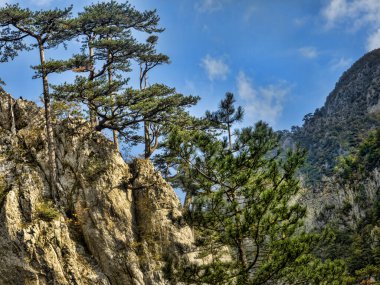 Piva Nehri boyunca güzel renkli sonbahar manzarası. Karadağ