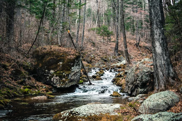 Taiga-Bergwald . — Stockfoto