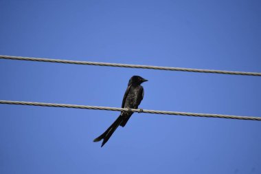 A black Bird sitting on wire against blue sky