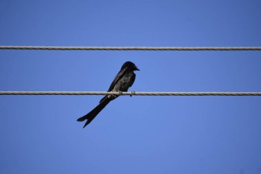 A black Bird sitting on wire against blue sky