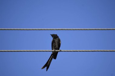 A black Bird sitting on wire against blue sky