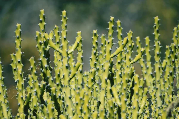 Grüne Blätter Einer Pflanze Garten — Stockfoto