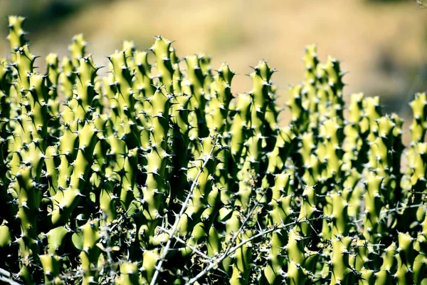 Hojas Verdes Una Planta Jardín —  Fotos de Stock