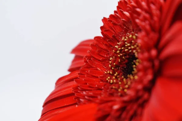Červená Gerbera Květina Bílém Pozadí — Stock fotografie