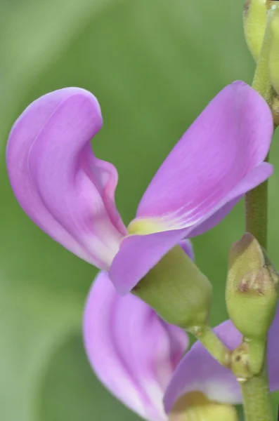 Roze bloemblaadjes — Stockfoto