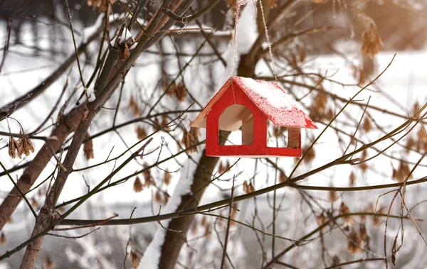 红鸟在树上觅食 多雪的冬天冬季喂食雀鸟 — 图库照片
