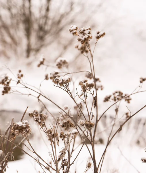 Fondo Invierno Hierba Seca Nieve Fondo Borroso Día Soleado Invierno — Foto de Stock