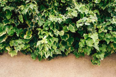 Yeşillikle birlikte çok yönlü bir fon. Çalı yapraklı bir duvar. Gerçek, canlı bir bitki..
