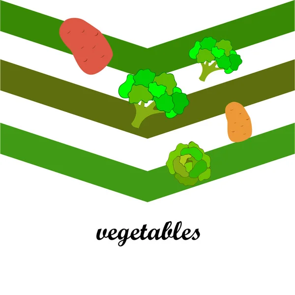Картопля Капуста Броколі Свіжі Овочі Плакат Органічної Їжі Дизайн Фермерського — стоковий вектор