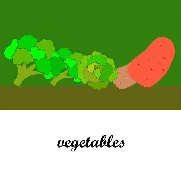 Batata Repolho Brócolis Legumes Frescos Cartaz Comida Orgânica Design Mercado — Vetor de Stock