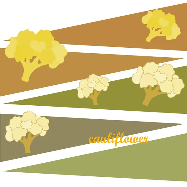 Цвітна Капуста Плакат Органічної Їжі Дизайн Фермерського Ринку Векторний Фон — стоковий вектор