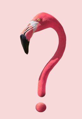  Bu Amerikan flamingosu Florida 'daki bataklıklarda çekildi ve yazılımın yardımıyla bu üç boyutlu resimde canlı bir soru işareti haline geldi..