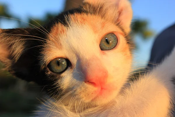 Tricolor domestic kitten. — Stock Photo, Image