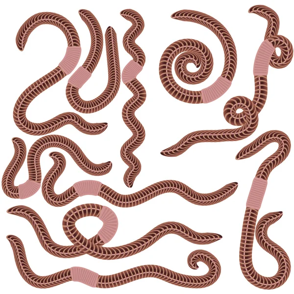 Animal Earth Red Worms for Fishing — Stock Vector